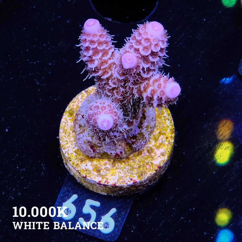 Acropora Millepora 'Blue Tips'