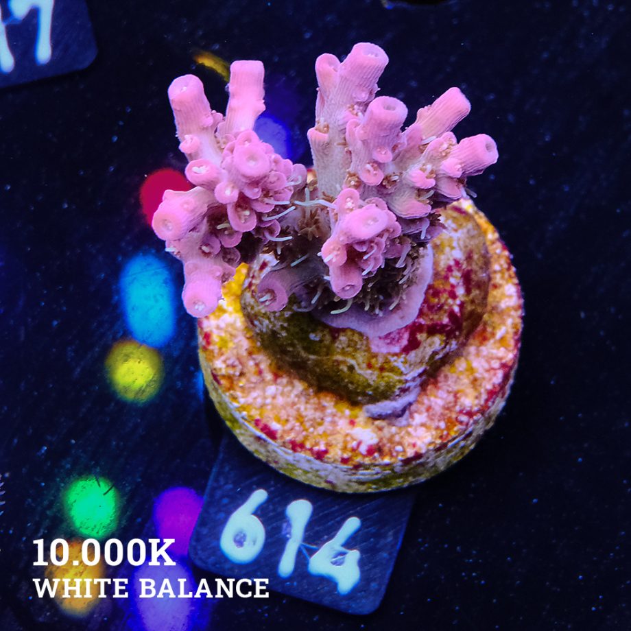 Acropora