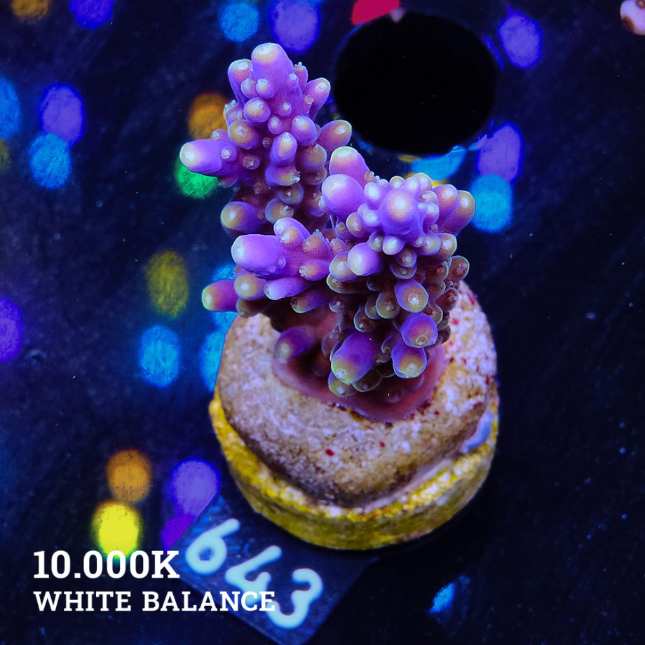 Acropora Secale
