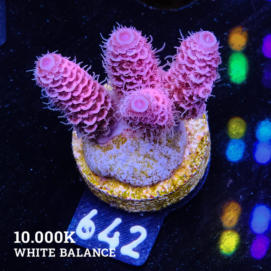 Acropora Millepora 'Pink Rainbow'