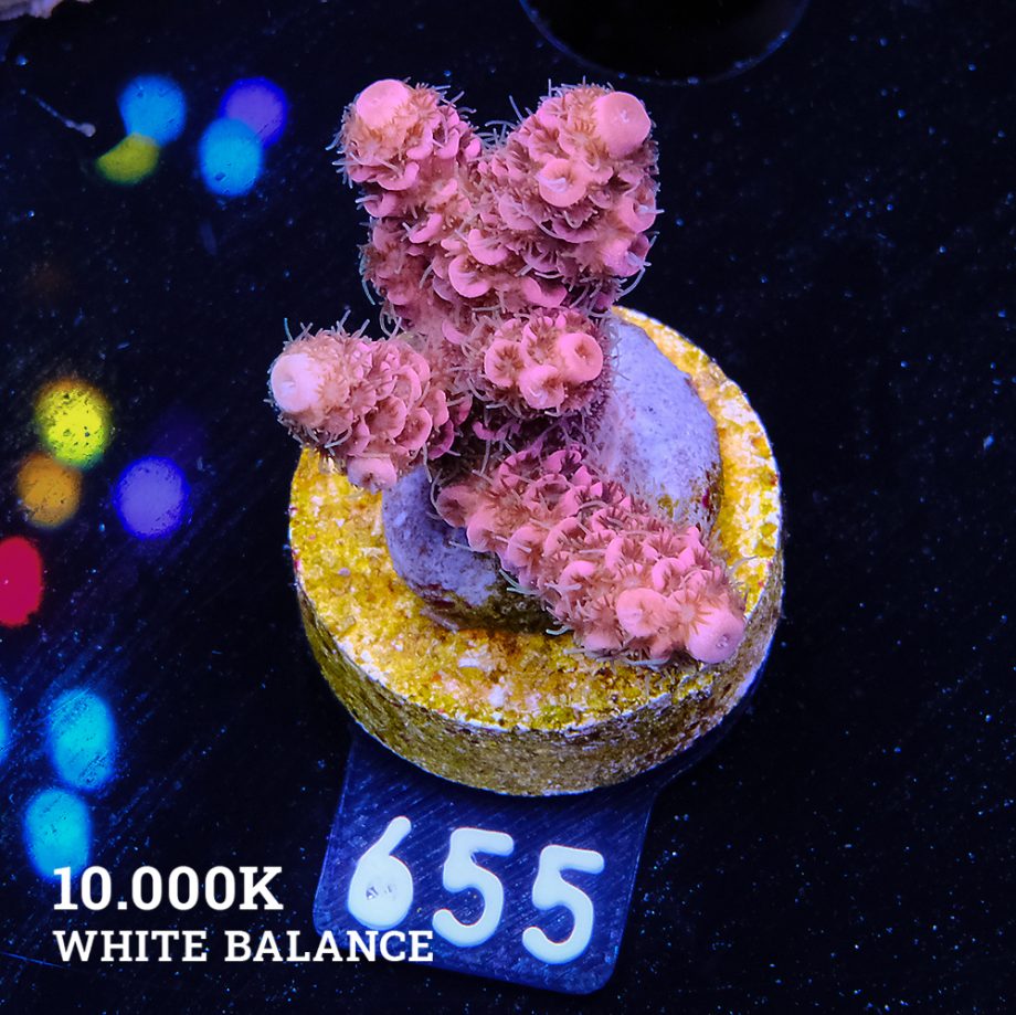 Acropora Millepora 'Pink & Green Polyps'
