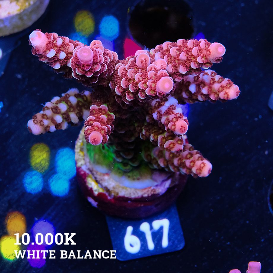 Acropora 'Fluo Bicolor II'