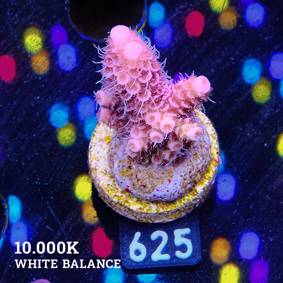 Acropora Millepora 'Pink Rainbow'