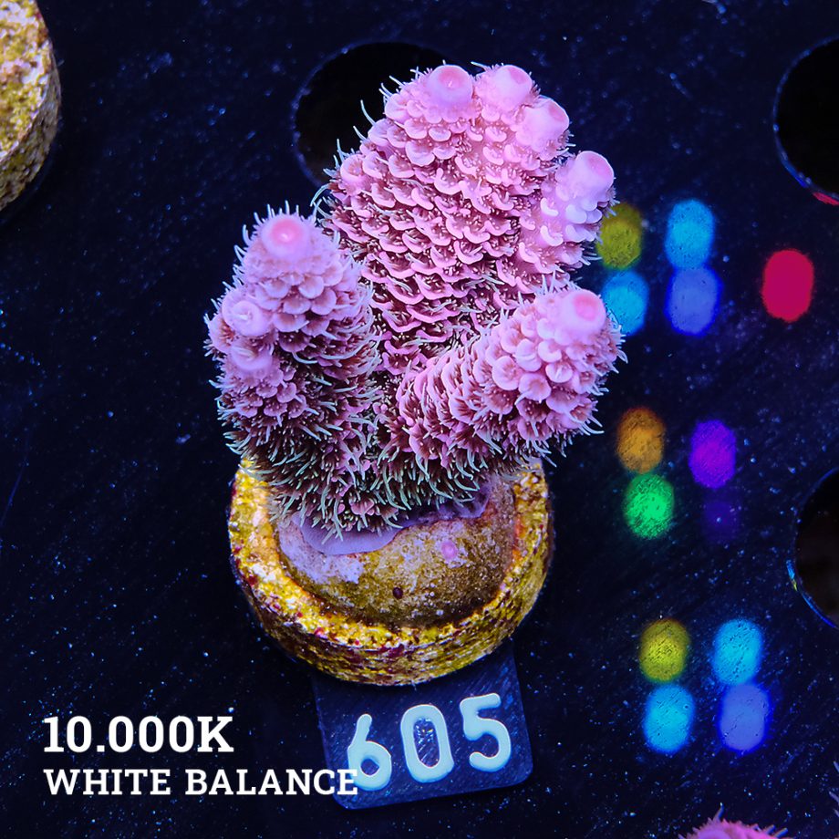 Acropora Millepora 'Pink Rainbow'