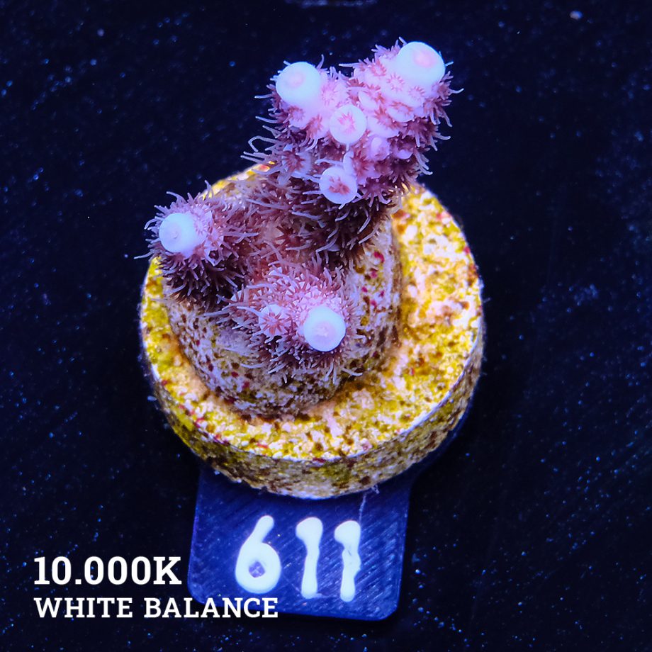 Acropora Millepora 'Blue Tips'