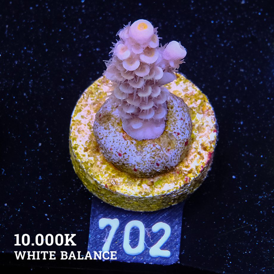 Acropora tenuis 'Yellow Ultra'