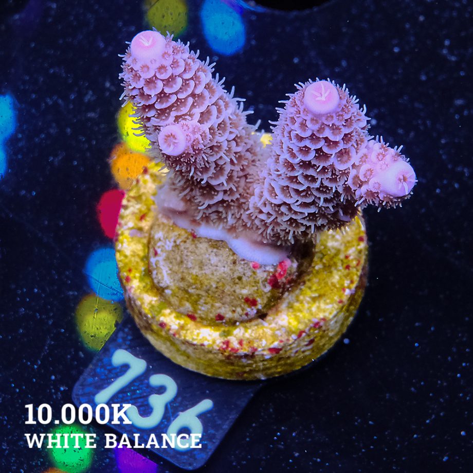Acropora Millepora 'Blue Tips'
