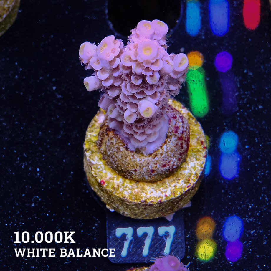 Acropora tenuis 'Orange'