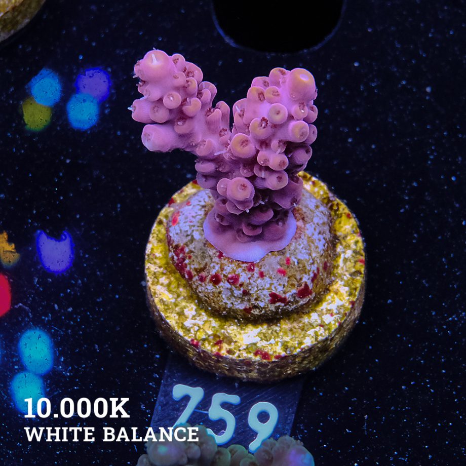 Acropora 'Purpel & Yellow'