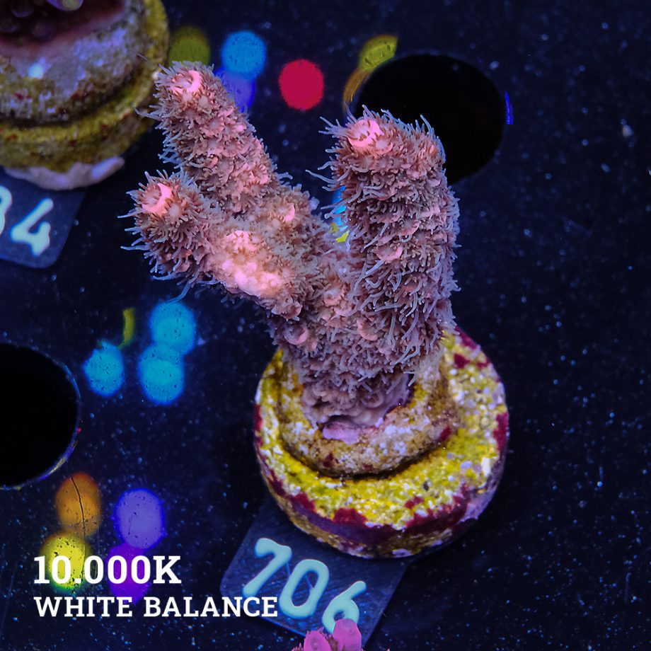 Acropora Millepora 'Rainbow'