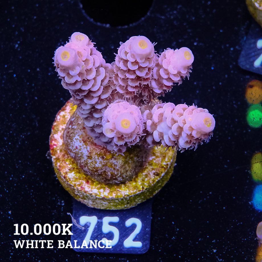 Acropora tenuis 'Orange'