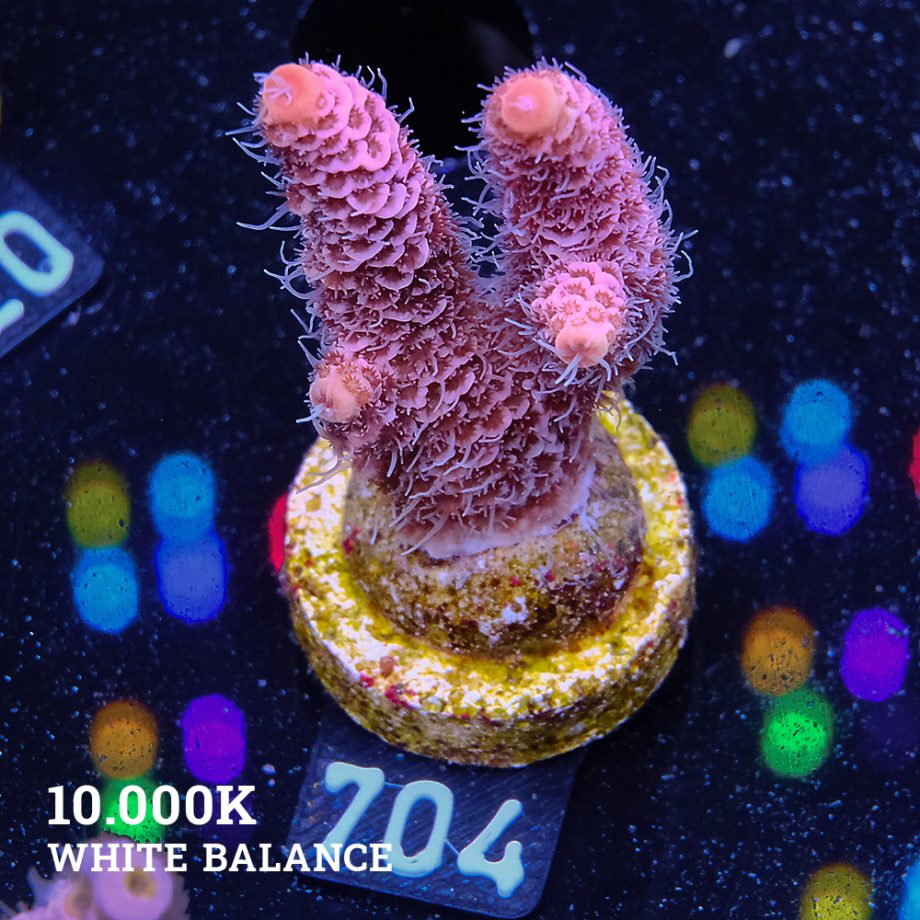 Acropora Millepora 'Pink'
