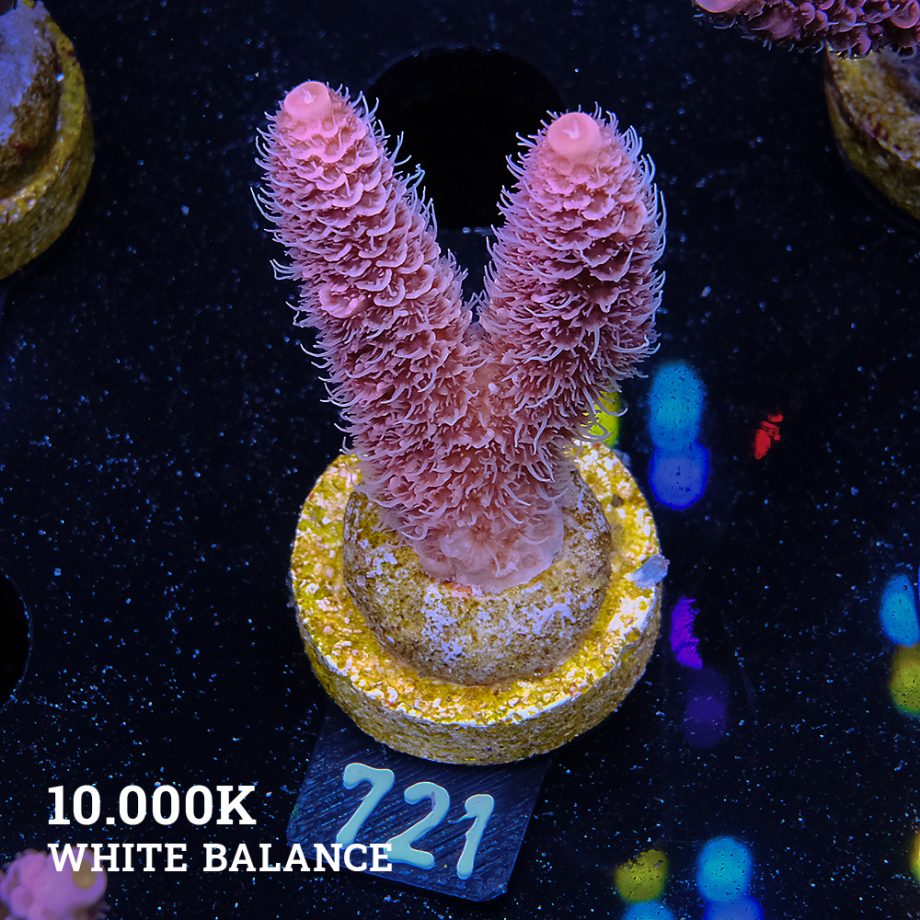 Acropora Millepora 'Rosa