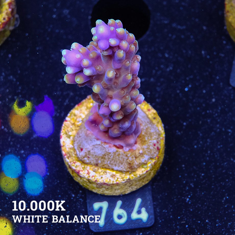 Acropora Secale