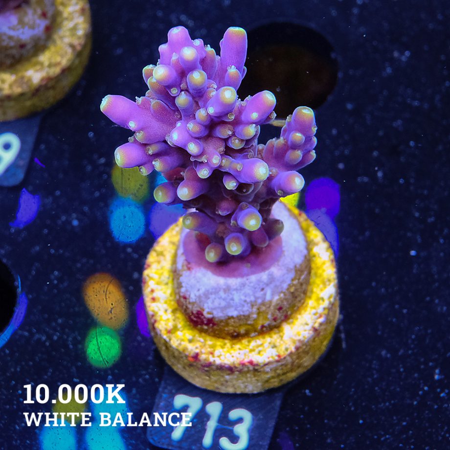 Acropora Secale
