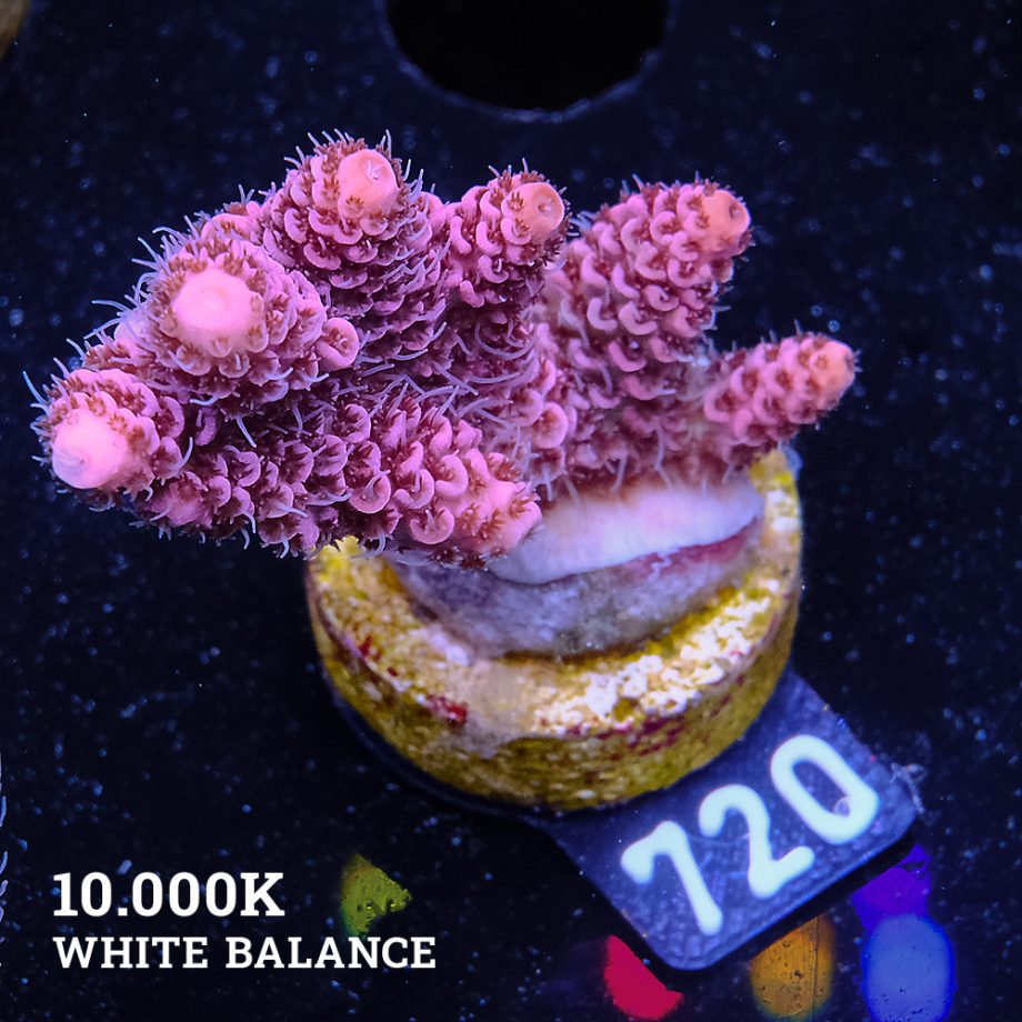 Acropora Millepora 'Pink'