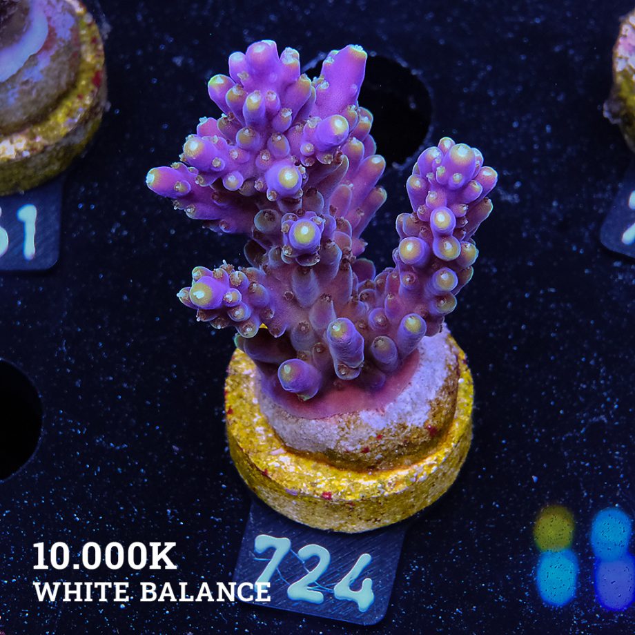 Acropora Secale