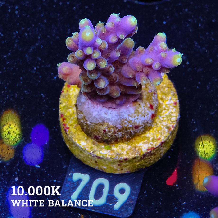 Acropora Secale