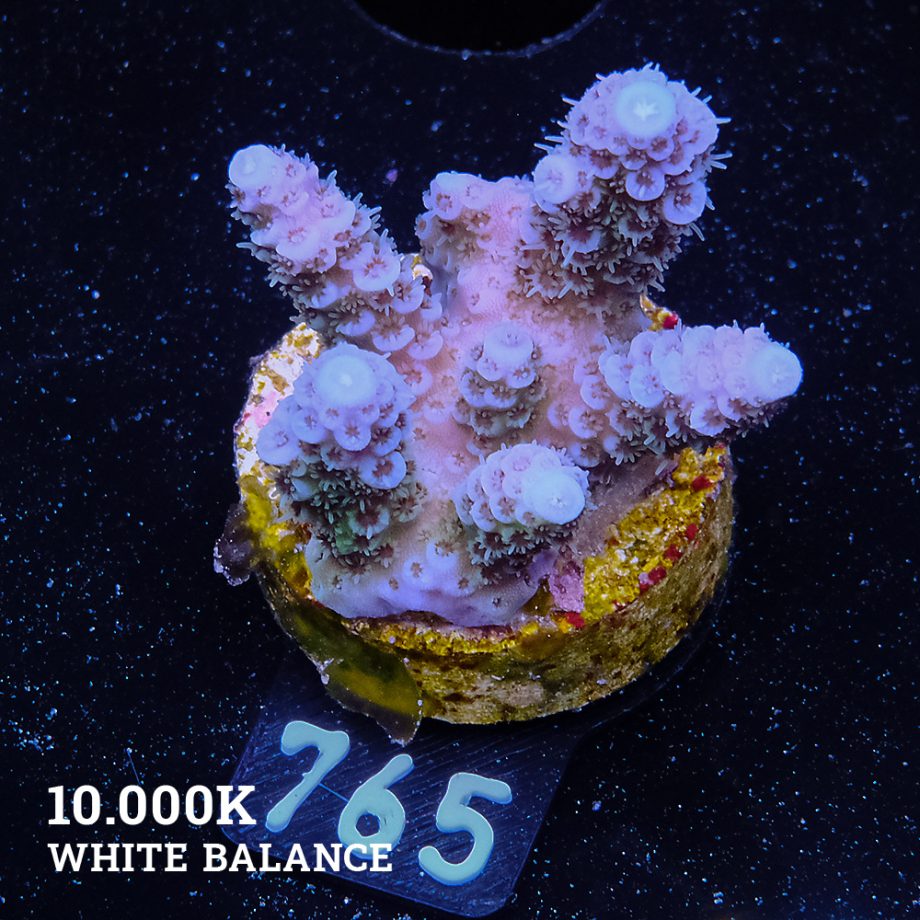 Acropora Millepora 'Blue Tips'
