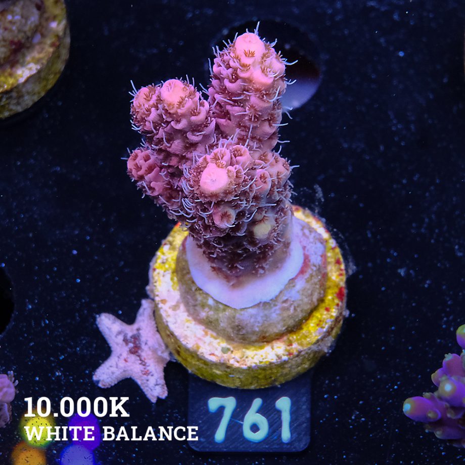 Acropora Millepora 'Rainbow'