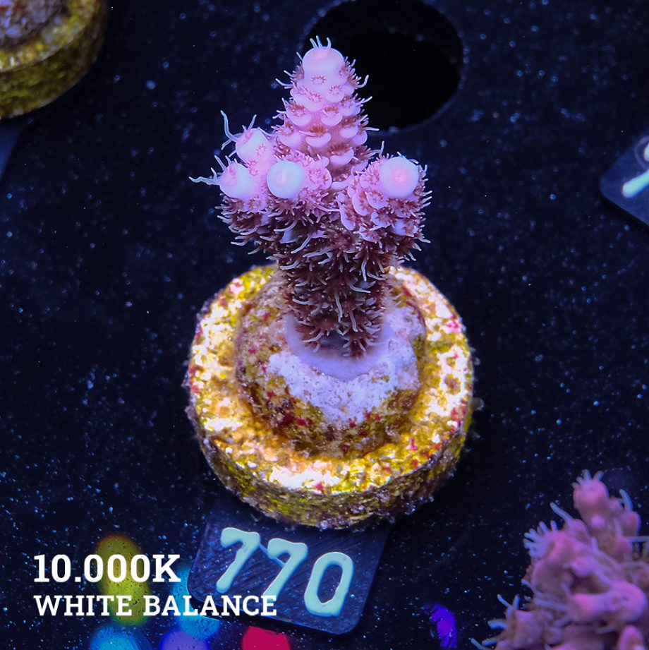 Acropora Millepora 'Rainbow' (Arco iris)