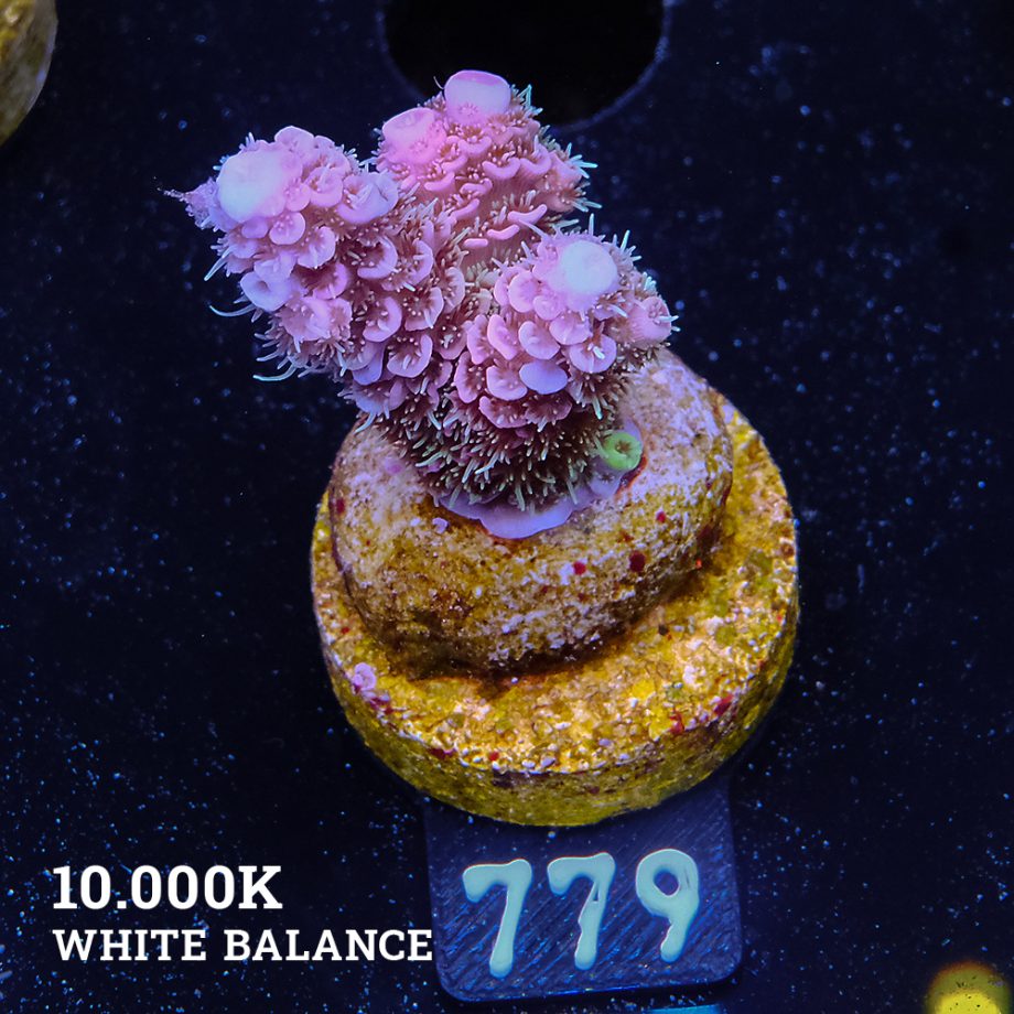Acropora Millepora 'Rainbow' (Arco iris)