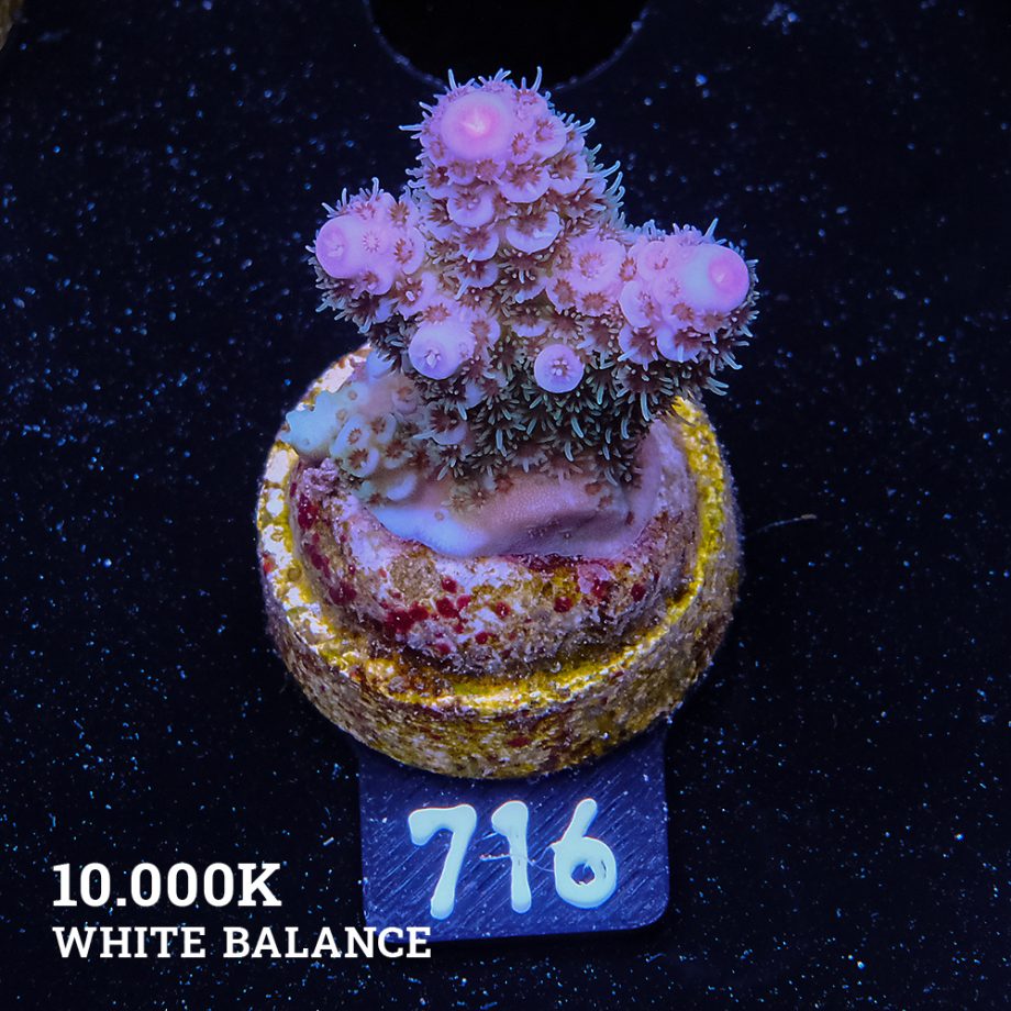 Acropora Millepora 'Blue Tips'