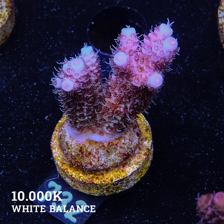Acropora Millepora 'Rainbow' (Arco iris)