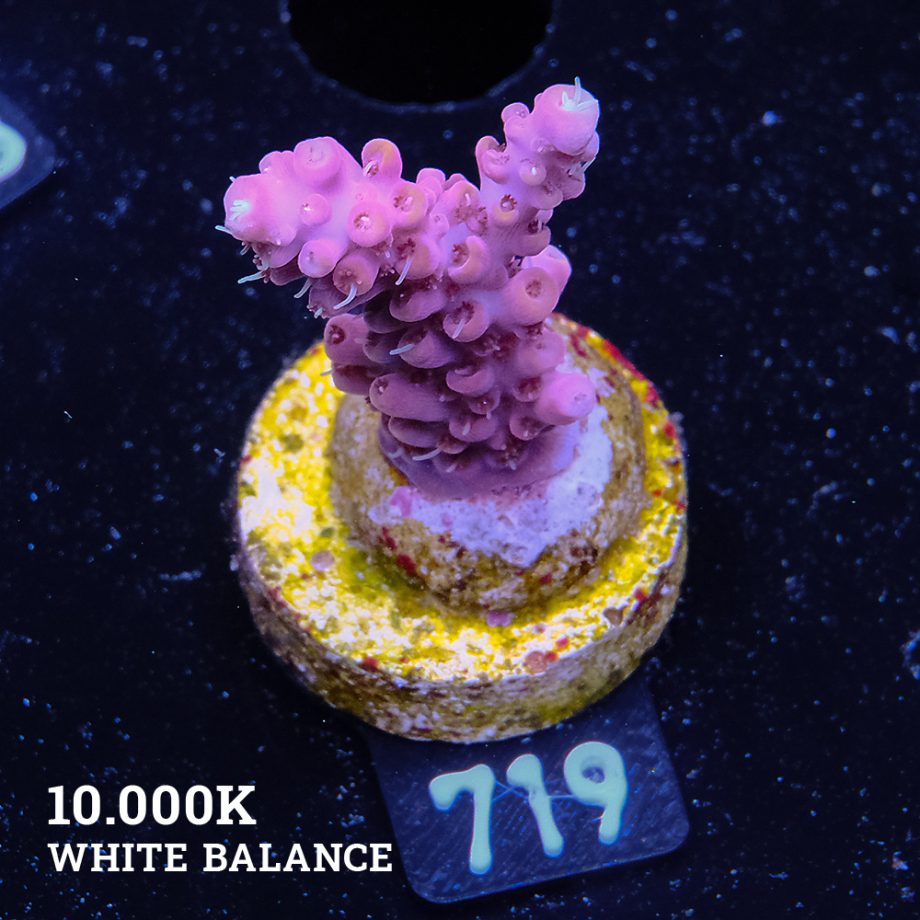 Acropora 'Purpel & Yellow'