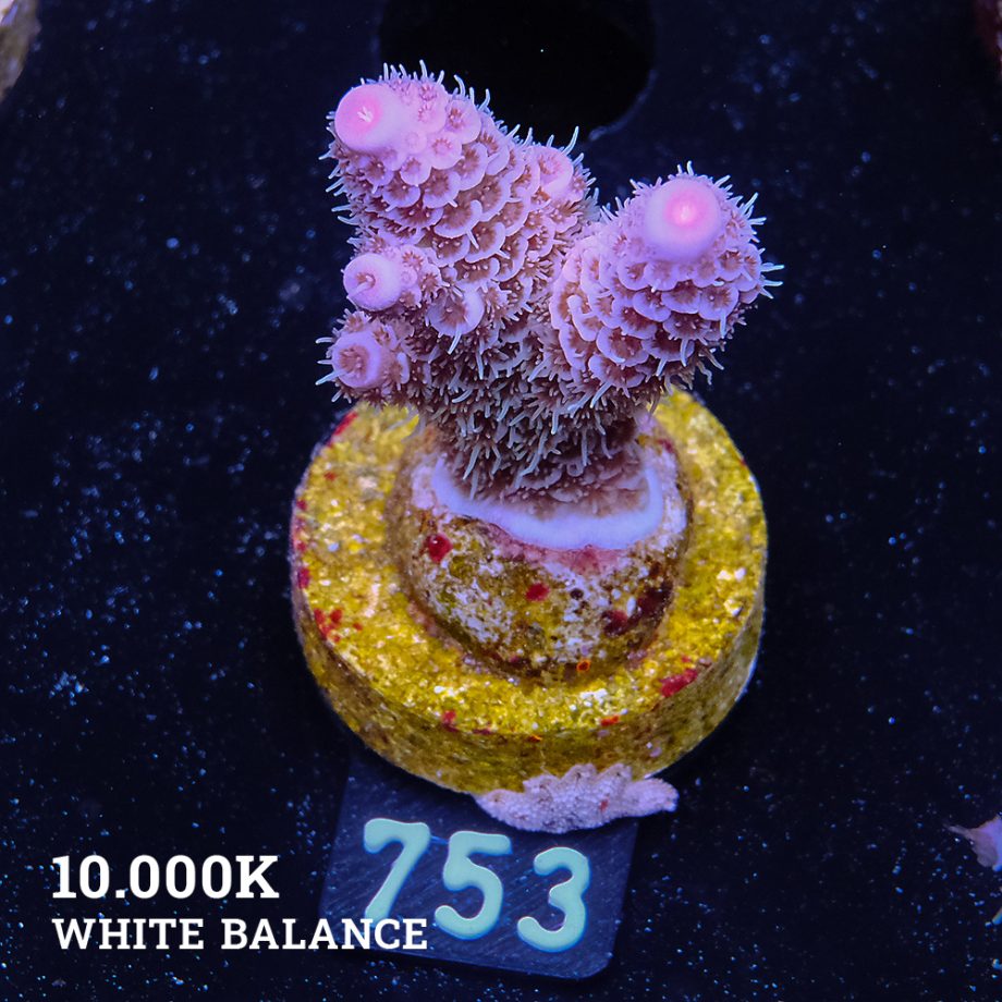 Acropora Millepora 'Blue Tips'