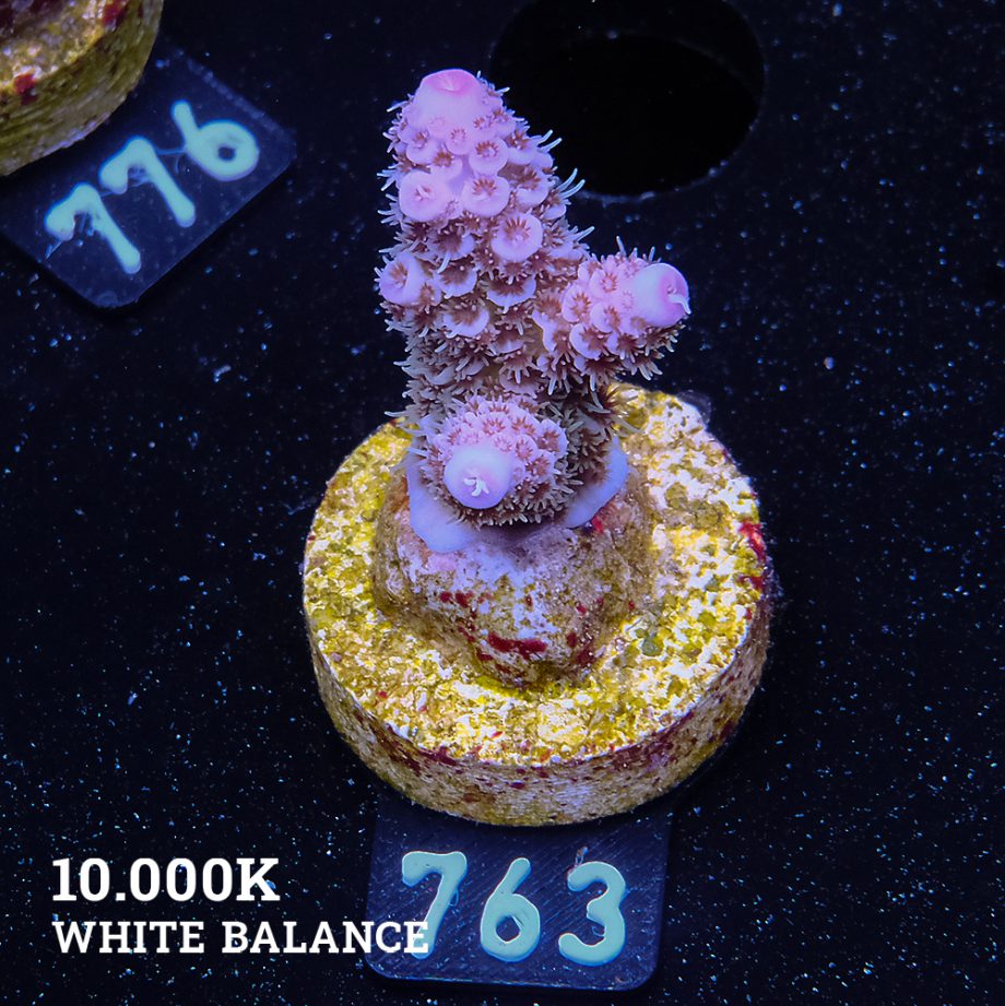 Acropora Millepora 'Blue Tips'