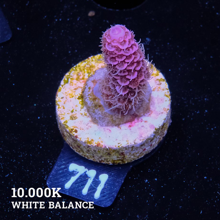 Acropora Millepora 'Rosa