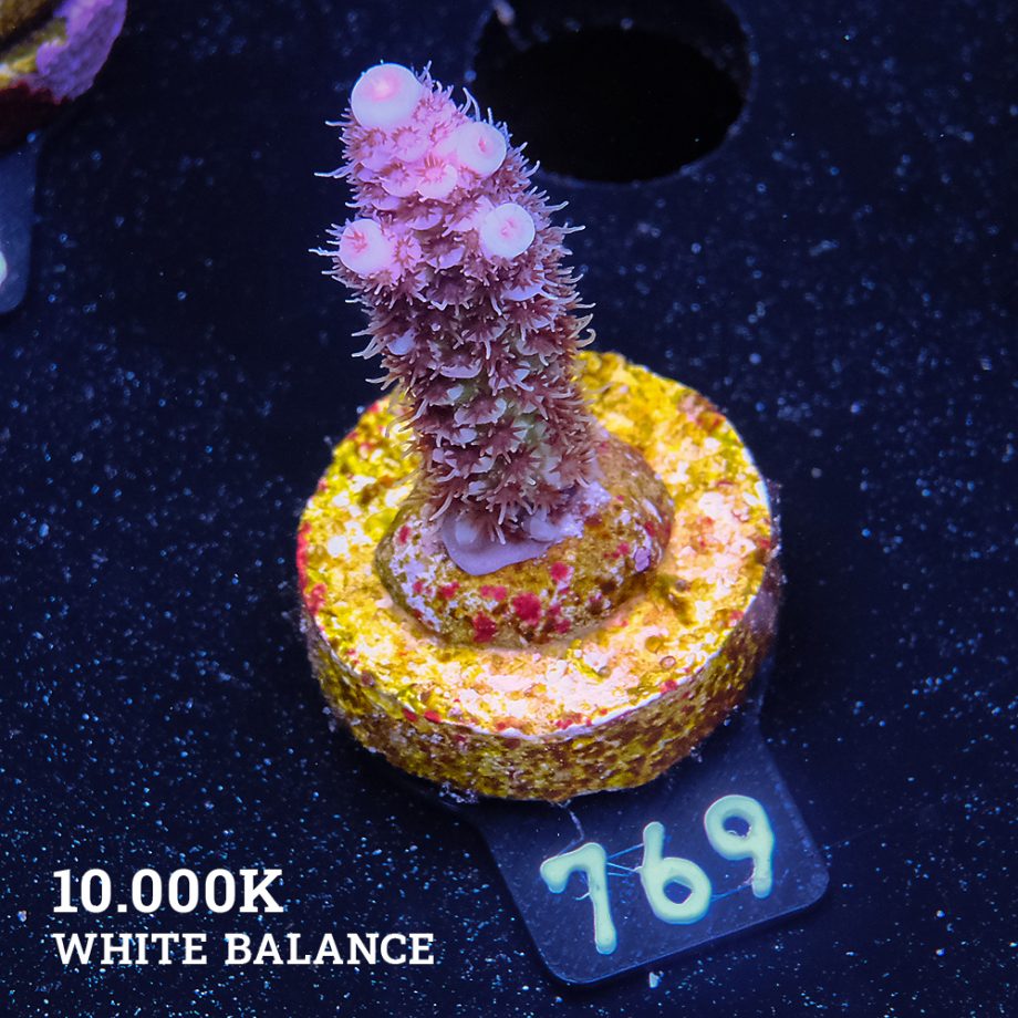 Acropora Millepora 'Rainbow'