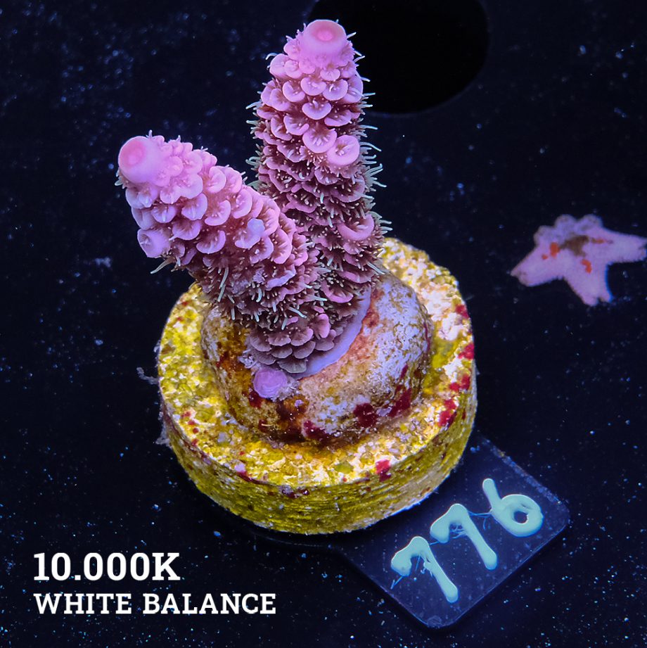 Acropora Millepora 'Rainbow'