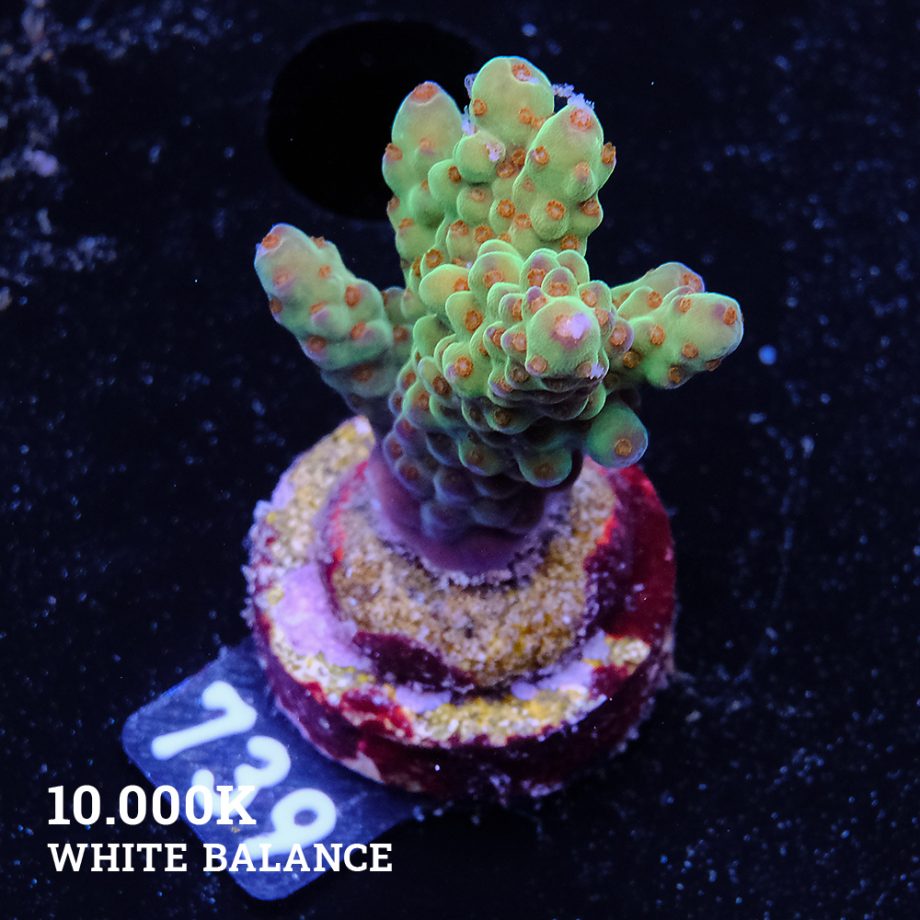 Acropora 'Wonderland'