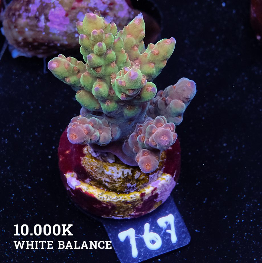 Acropora 'Wonderland'