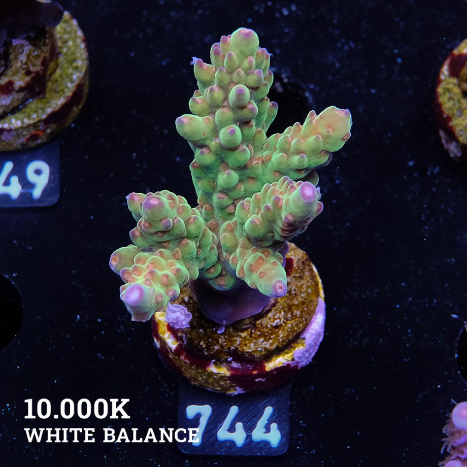 Acropora 'Wonderland'