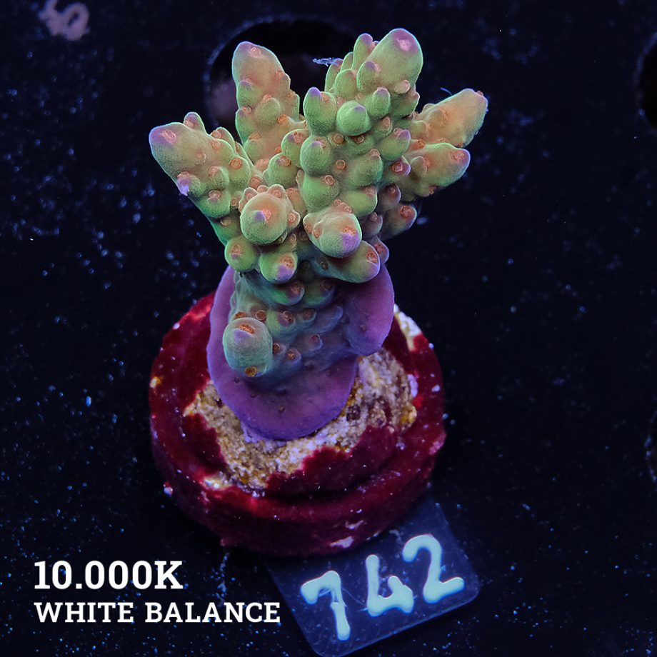 Acropora 'Wonderland'