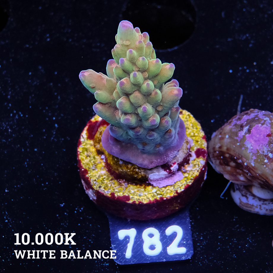 Acropora 'Wonderland'