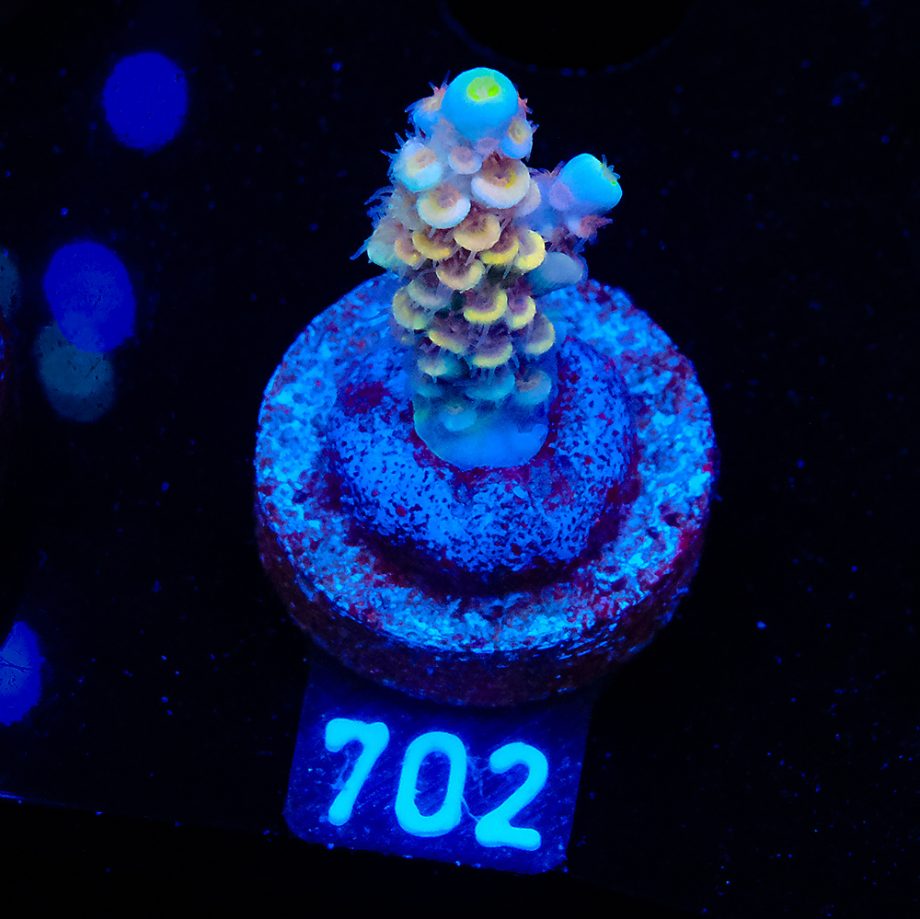 Acropora tenuis 'Yellow Ultra'