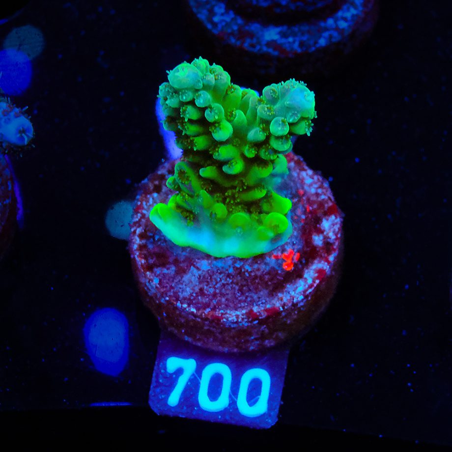 Acropora Nusatu