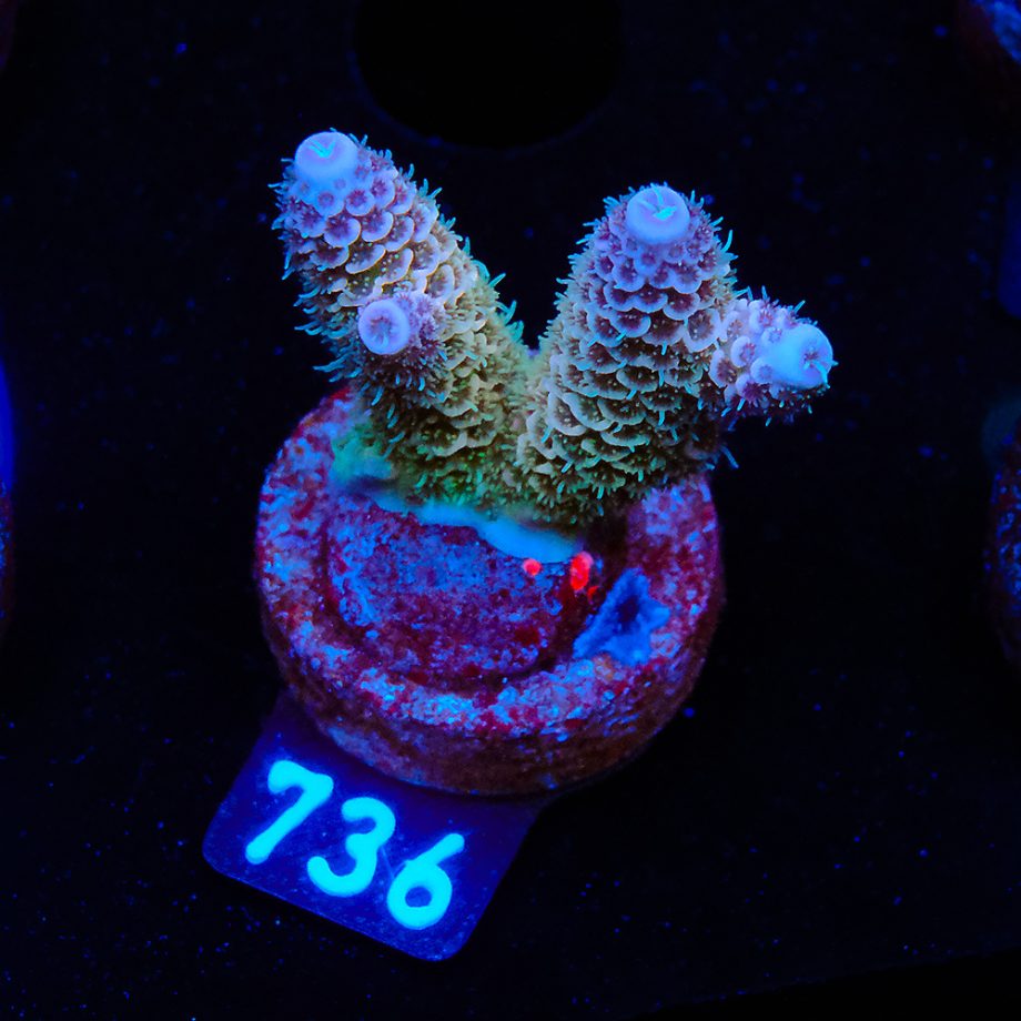 Acropora Millepora 'Blue Tips'