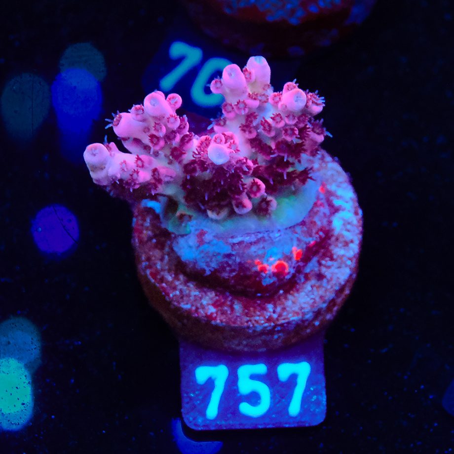 Acropora Mirabellis