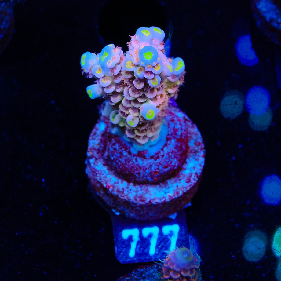Acropora tenuis 'Orange'