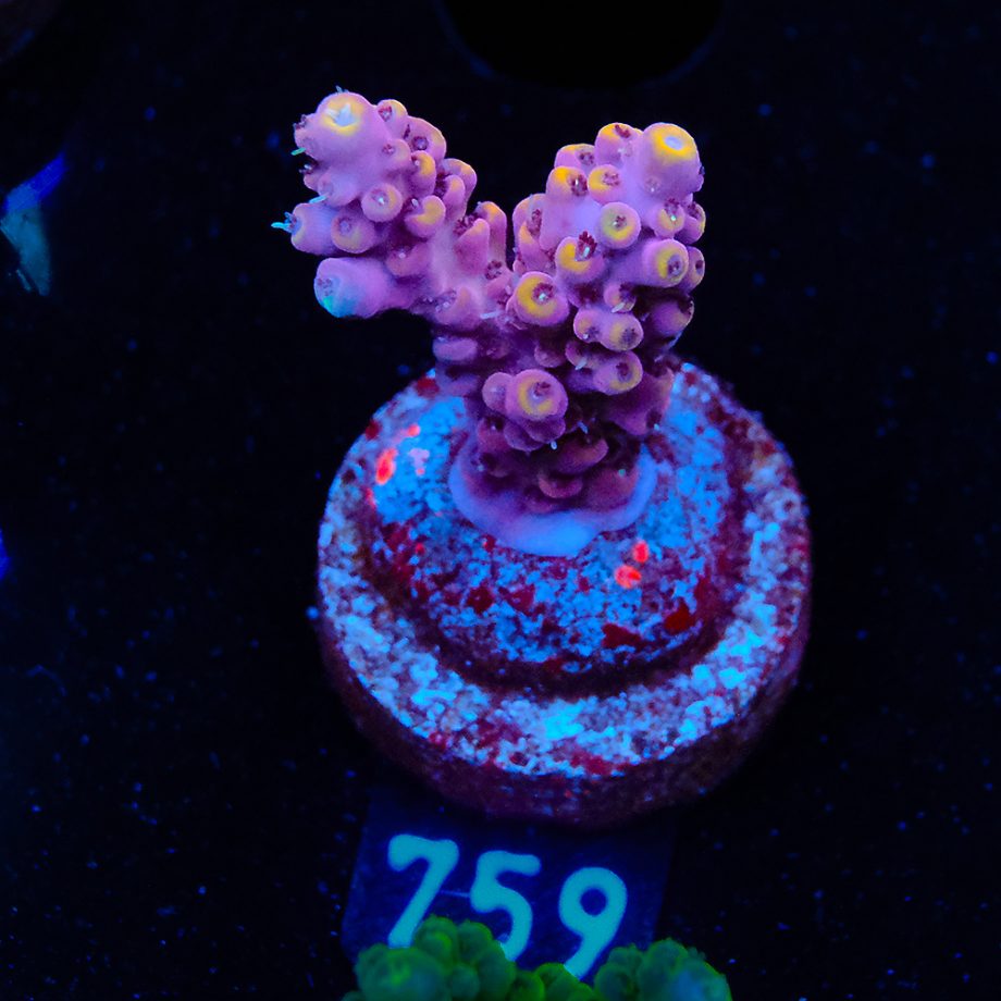 Acropora 'Purpel & Yellow'