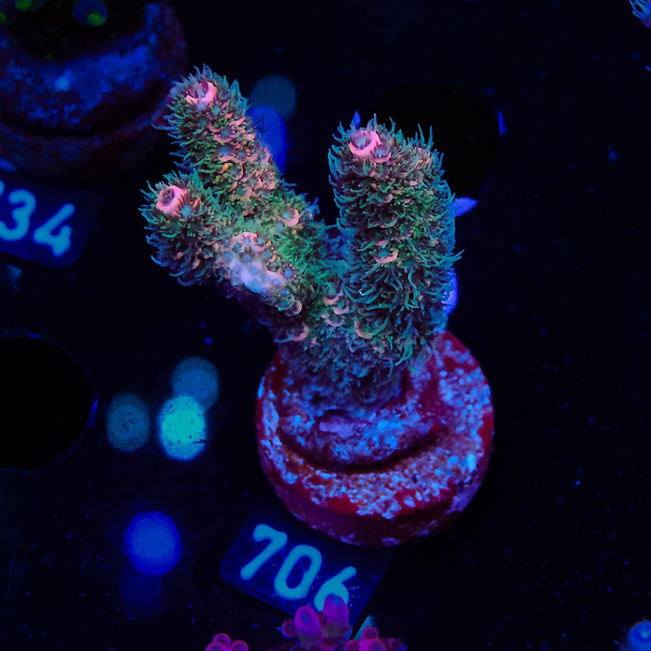 Acropora Millepora 'Rainbow'