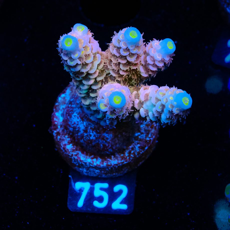 Acropora tenuis 'Orange'