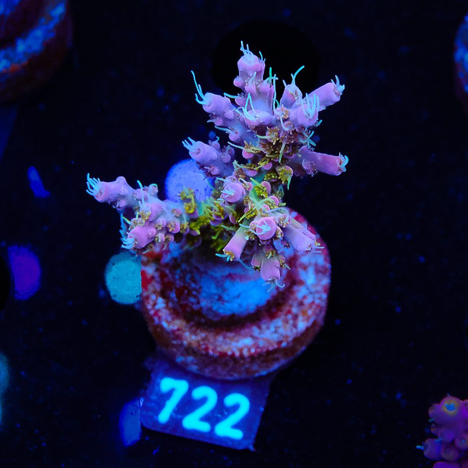 Acropora 'Confetti