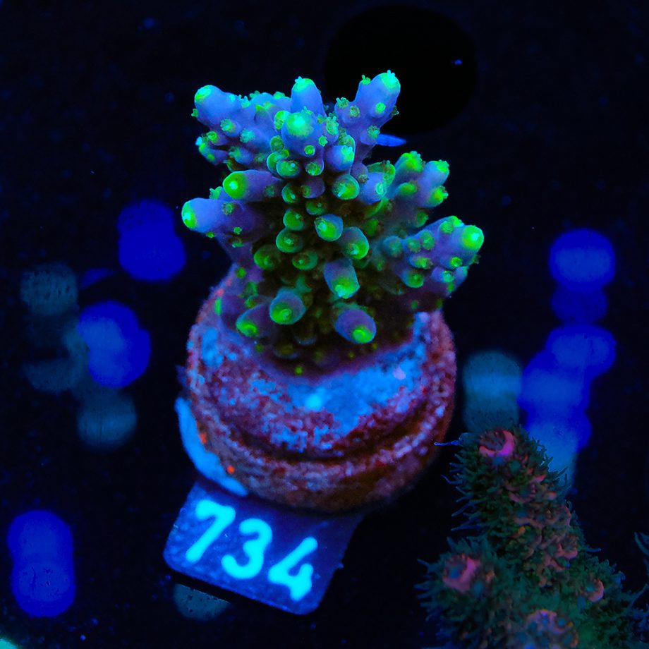 Acropora Secale