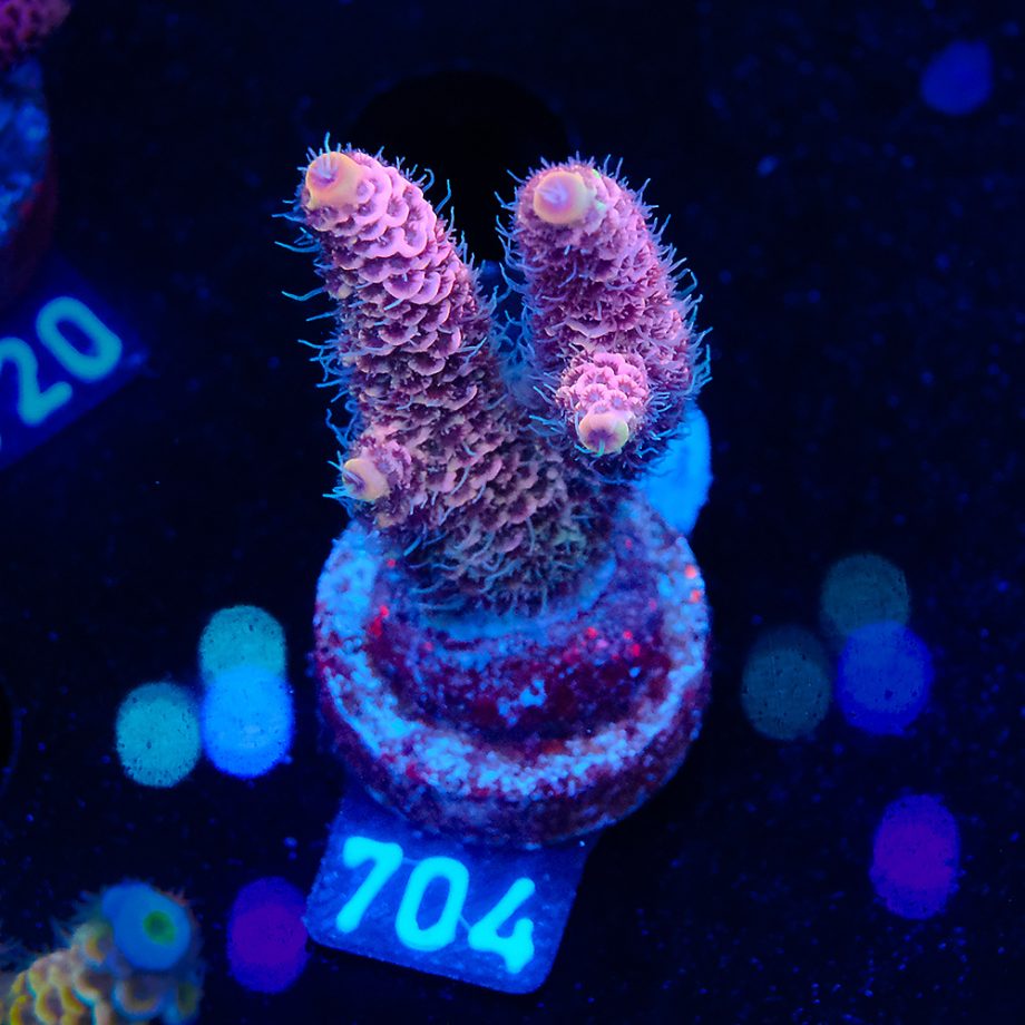 Acropora Millepora 'Pink'